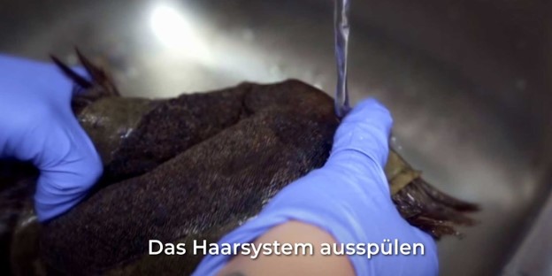 Das Haarsystem ausspülen